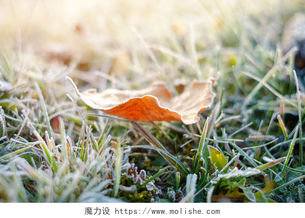 日出时结冰的草地和被霜冻覆盖的叶子日出时被霜冻覆盖的结冰的草地和黄叶